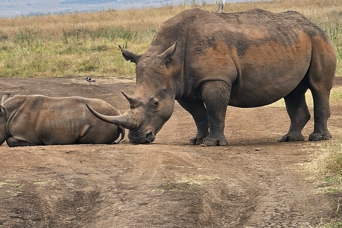 Nairobi National Park Half Day Tour with Landcruiser with Pickup - Why Nairobi National Park makes sense for a short safari