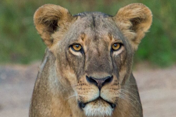 Nairobi National Park Half Day Tour with Landcruiser with Pickup - What the six-hour schedule feels like