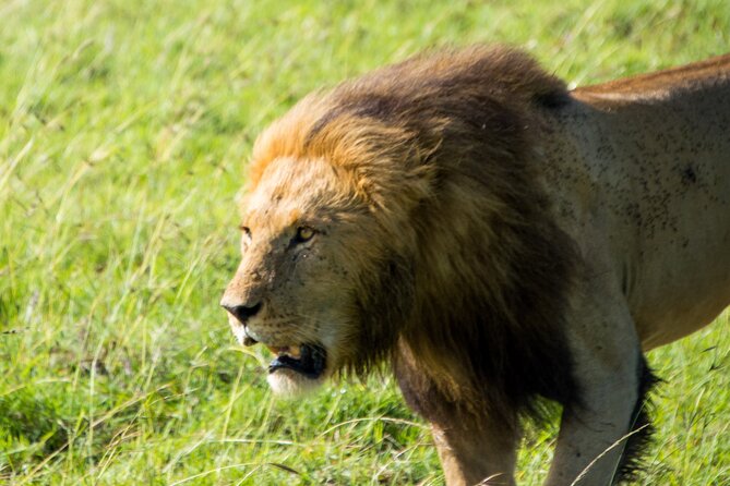 Nairobi National Park Half Day Tour with Landcruiser with Pickup - Who will get the most from this safari
