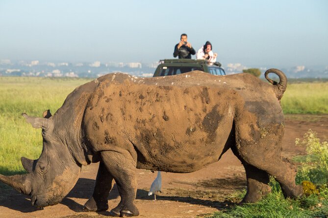 Nairobi National Park Half Day Tour with Landcruiser with Pickup - The open-roof Landcruiser and game-drive rhythm