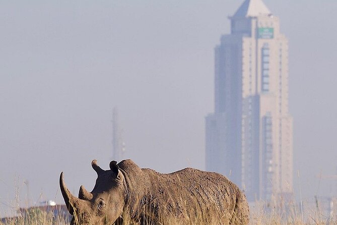 Nairobi National Park Half Day with Pickup - Four hours among rhinos, lions, giraffes, and birds