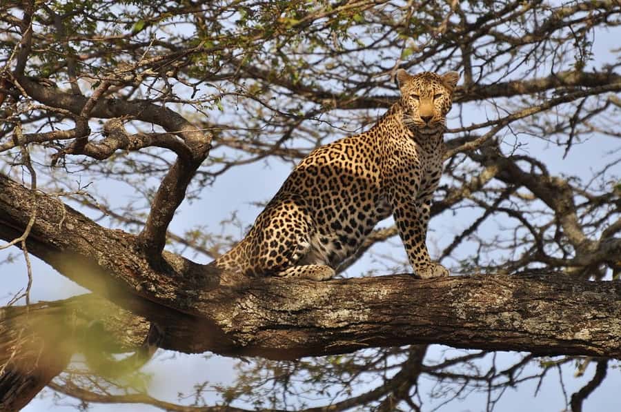 Nairobi National Park Morning Game Drive With Free Pickup - A city safari with genuine wilderness appeal