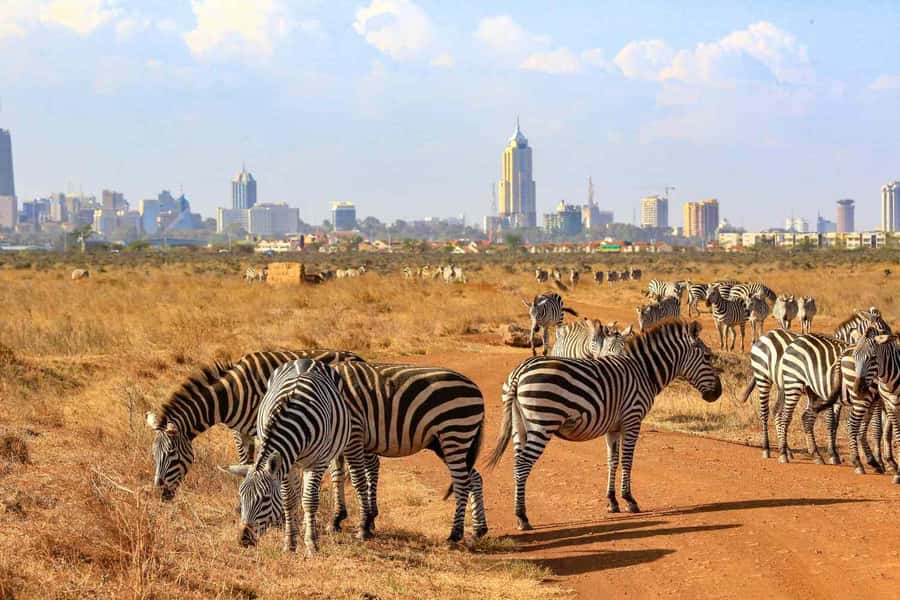 Nairobi National Park Morning Game Drive With Free Pickup - The guide can make or break the morning