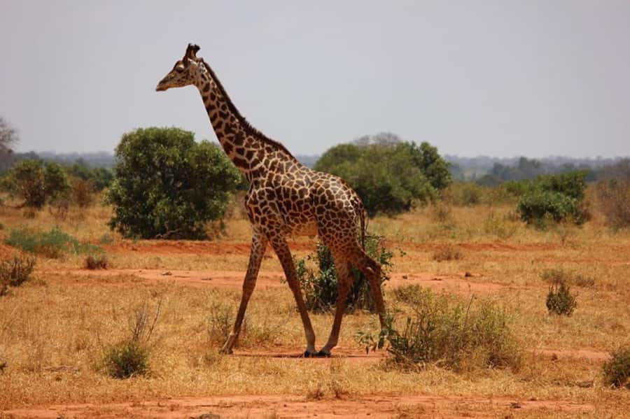 Nairobi National Park Morning Game Drive With Free Pickup - Practical booking advice for a smoother morning