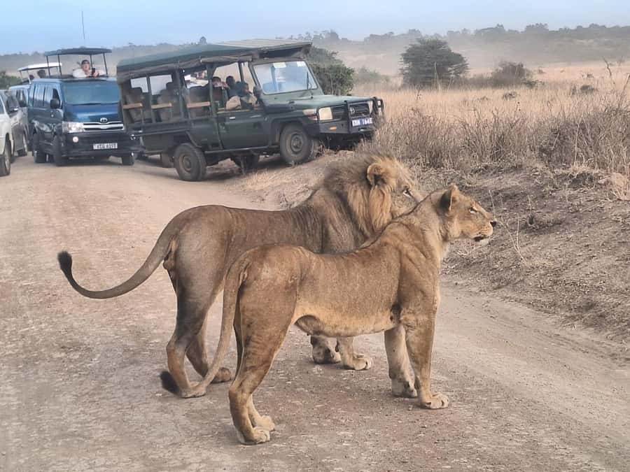 Nairobi National Park Morning Or Evening Game Drive Tour - Nairobi National Park, safari country beside the capital