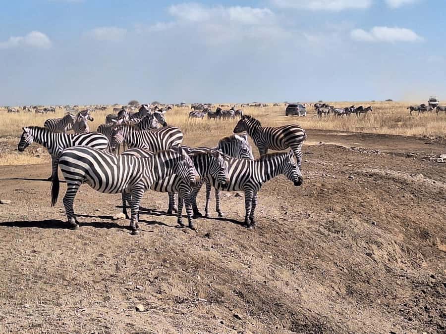Nairobi National Park Morning Or Evening Game Drive Tour - Wildlife you may see in the park