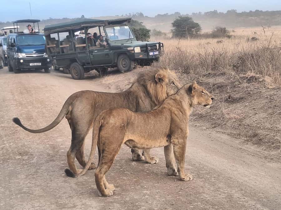 Nairobi National Park Morning Or Evening Game Drive Tour - Who should book this Nairobi safari?