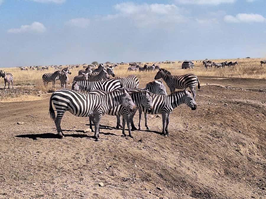 Nairobi National Park Morning Or Evening Game Drive Tour - Morning or evening: which departure fits you?