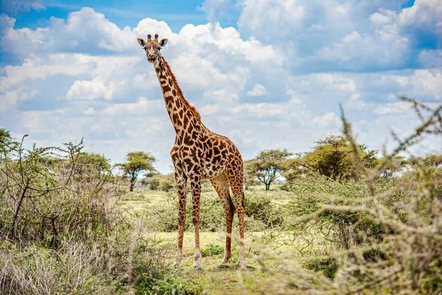 Nairobi: National Park & Optional Elephants & Giraffe Center - Key points to know before you book