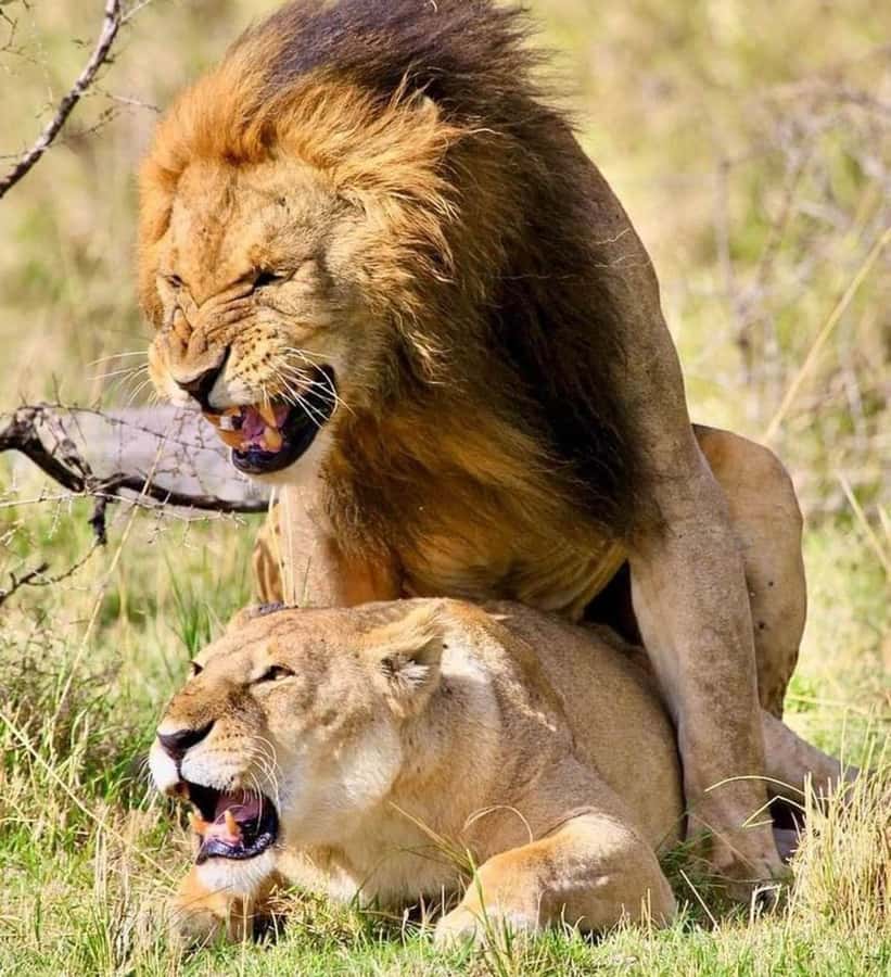 Nairobi: National Park & Optional Elephants & Giraffe Center - Nairobi National Park before breakfast