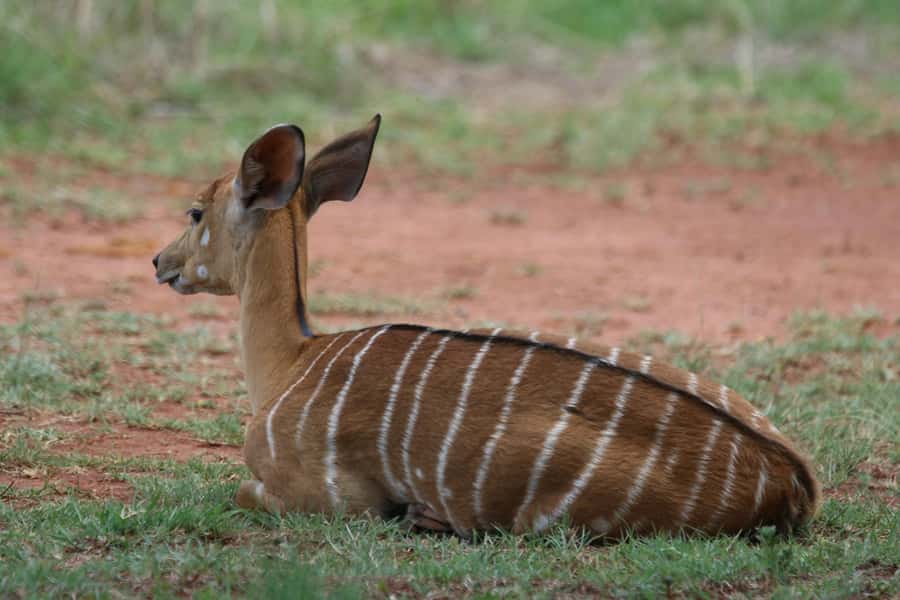 Nairobi: National Park & Optional Elephants & Giraffe Center - The Sheldrick elephant orphanage