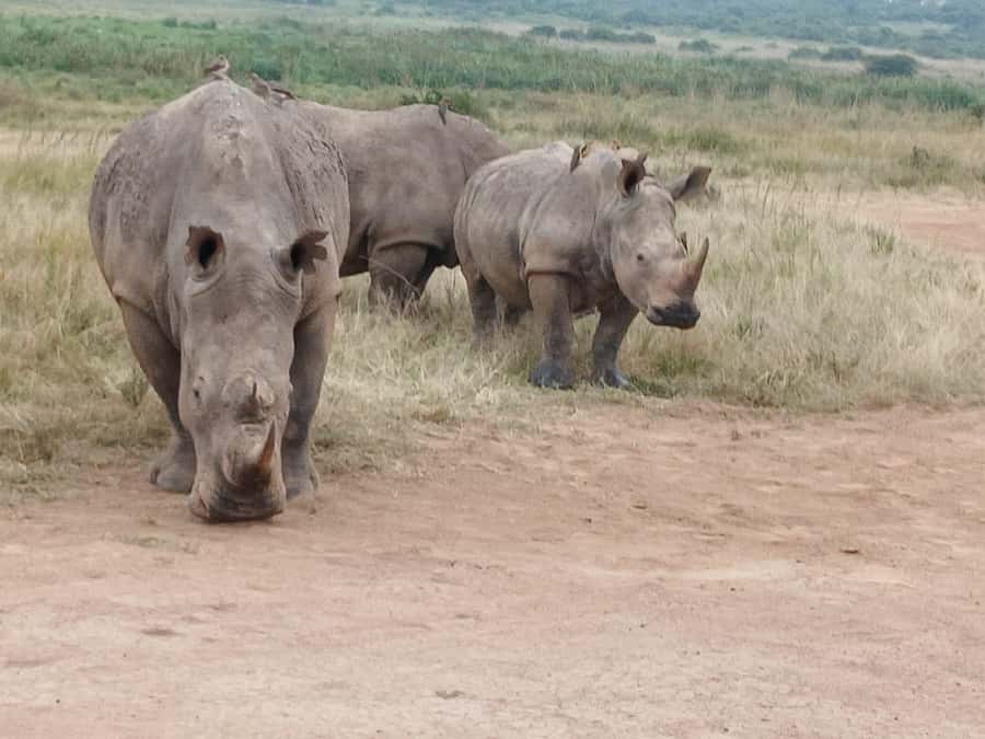 Nairobi: National Park & Optional Elephants & Giraffe Center - Feeding giraffes at the Giraffe Centre