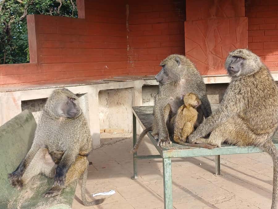 Nairobi: National Park & Optional Elephants & Giraffe Center - Kobe Beads and a taste of local craft