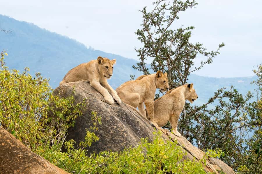 Nairobi: National Park & Optional Elephants & Giraffe Center - Lunch, traffic, and the real length of the day