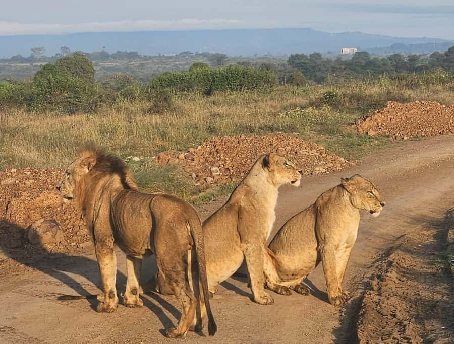 Nairobi: National Park & Optional Elephants & Giraffe Center - What the $80 price really covers