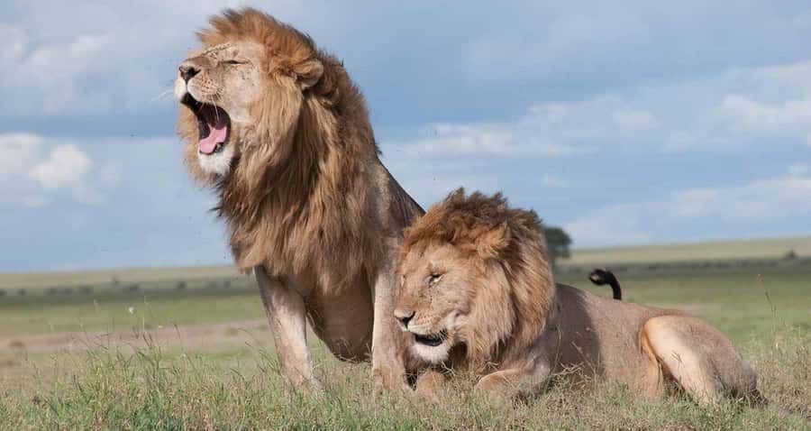 Nairobi: National Park & Optional Elephants & Giraffe Center - Four hours of animal spotting
