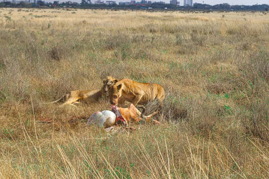 Nairobi National Park, Orphanage, Giraffe & Beads Tour - Nairobi National Park, wildlife before breakfast