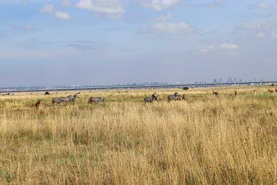 Nairobi National Park, Orphanage, Giraffe & Beads Tour - Kazuri or Kobe Tough Beads, craft with a purpose