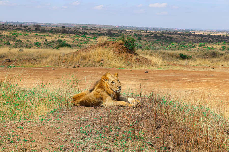 Nairobi National Park, Orphanage, Giraffe & Beads Tour - A private Jeep makes the schedule easier
