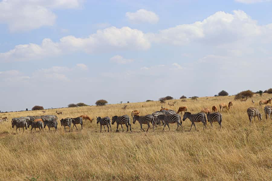 Nairobi National Park, Orphanage, Giraffe & Beads Tour - What the $140 price really covers