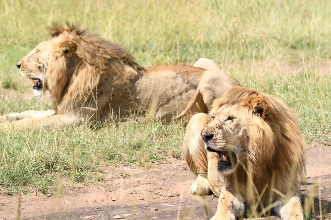 Nairobi National park private day tour - A real safari without leaving Nairobi