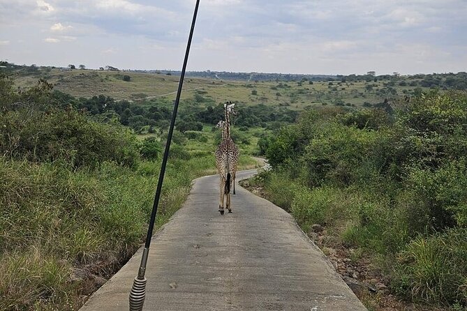 Nairobi National Park Private Half Day Tour with Pick up - Why Nairobi National Park works for a short visit