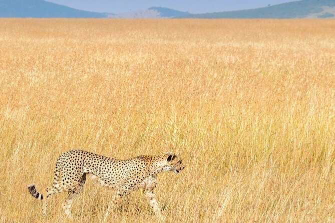 Nairobi National Park Private Half Day Tour with Pick up - The private-tour advantage