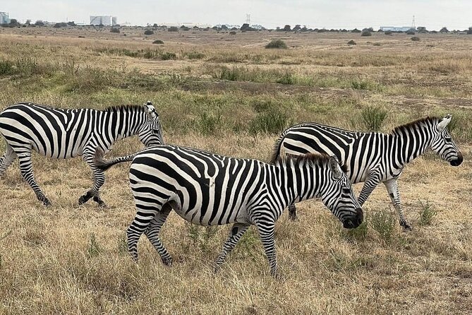 Nairobi National Park Private Half Day Tour with Pick up - What the guide adds