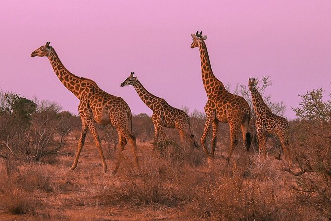 Nairobi National Park Private Half Day Tour with Pick up - Price, park fees, and what you receive