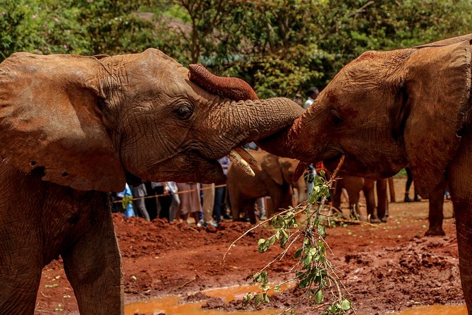 Nairobi National Park Private Safari - A city safari with real wild-animal stakes