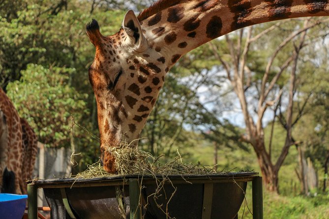 Nairobi National Park Private Safari - Sheldrick Wildlife Trust and the elephant orphanage