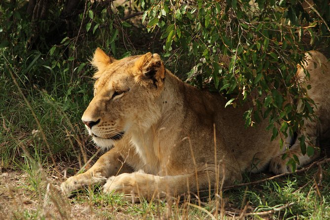 Nairobi National Park Private Safari - What the $200 price really covers