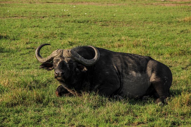 Nairobi National Park Private Safari - Timing, pickup, and the shape of the day