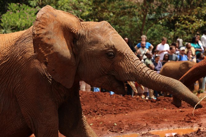 Nairobi National Park Private Safari - The guide can make or break the day
