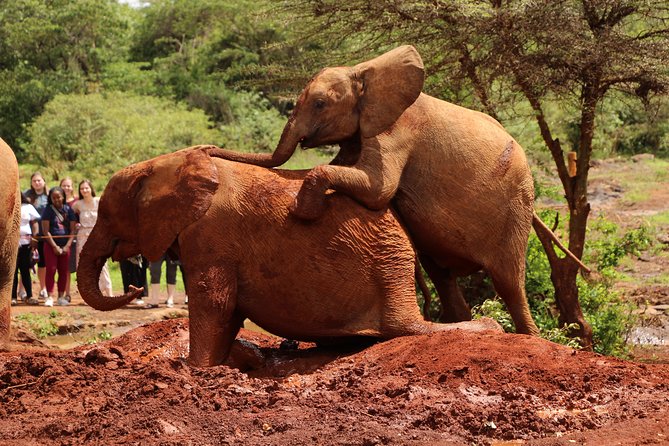 Nairobi National Park Private Safari - Who will get the most from this safari?