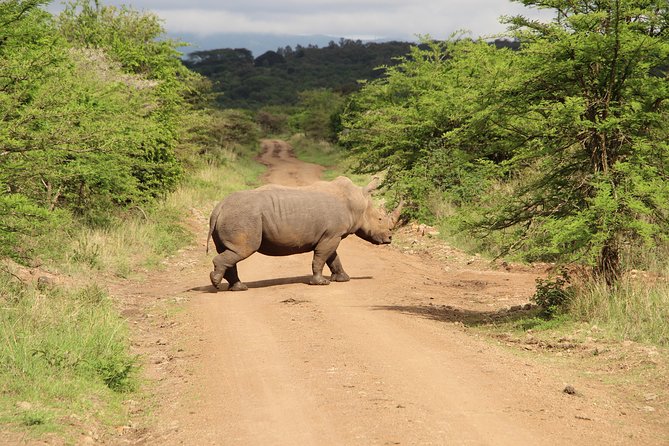 Nairobi National Park Private Safari - Four hours inside Nairobi National Park