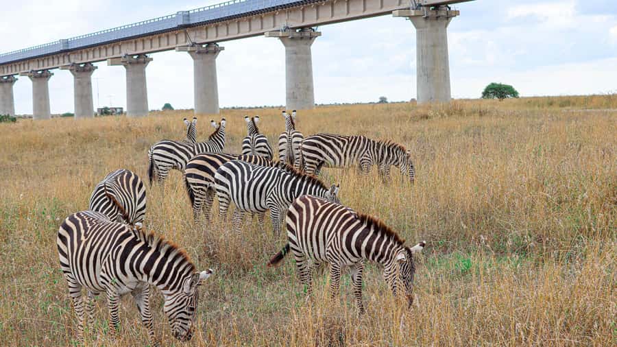 Nairobi: National Park Private Tour in 4X4 Jeep - Key points at a glance