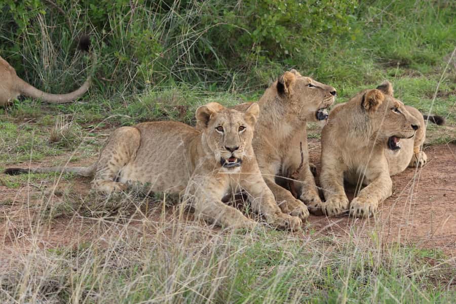 Nairobi: National Park Private Tour in 4X4 Jeep - Five hours among lions, rhinos, and giraffes