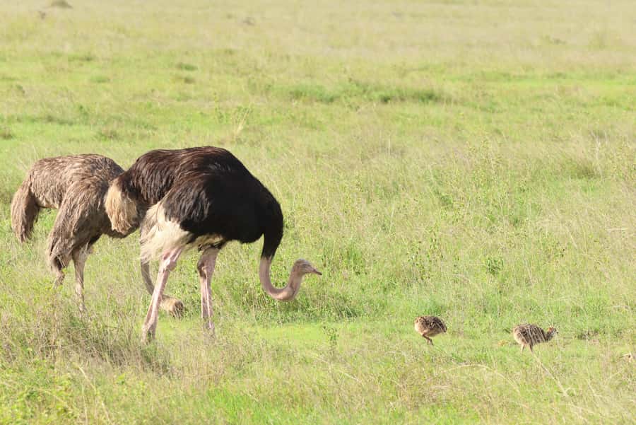 Nairobi: National Park Private Tour in 4X4 Jeep - The Ivory Monument and the park’s meaning