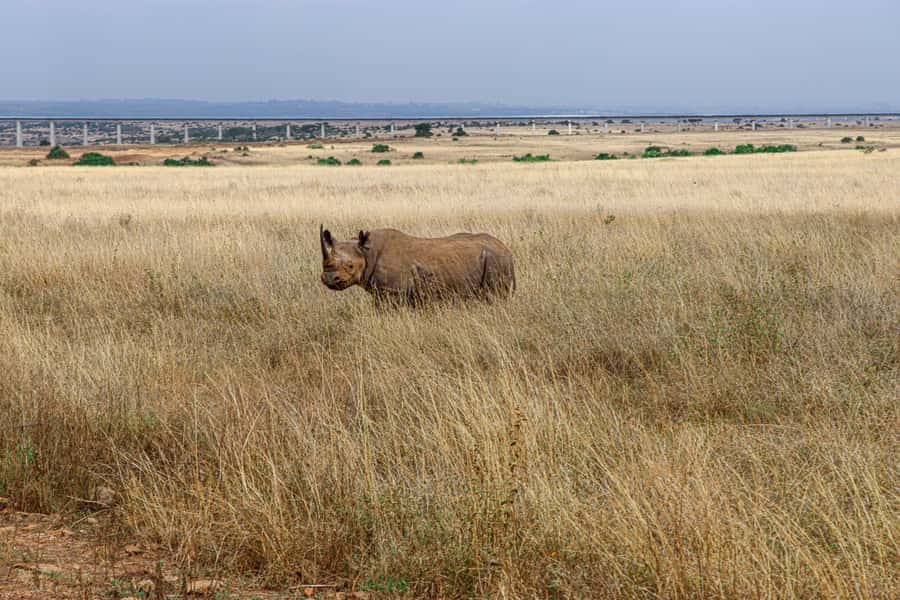 Nairobi: National Park Private Tour in 4X4 Jeep - Returning to Nairobi for lunch