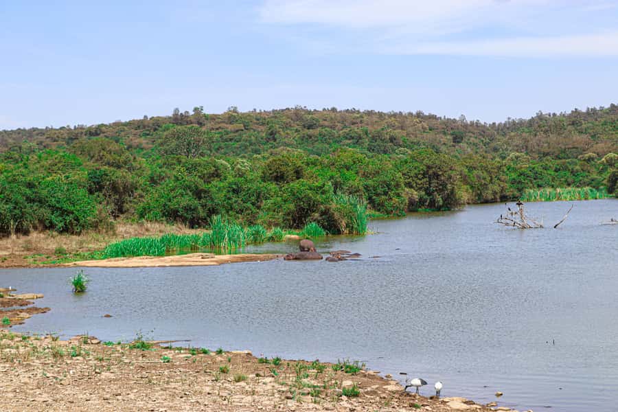 Nairobi: National Park Private Tour in 4X4 Jeep - Adding the Giraffe Centre