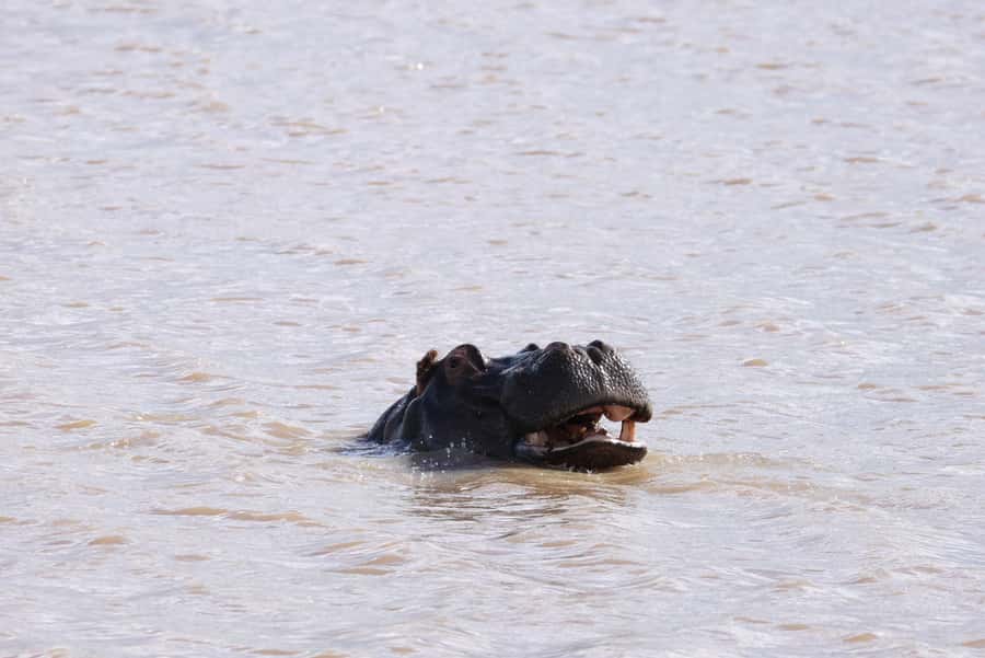 Nairobi: National Park Private Tour in 4X4 Jeep - The guides make the difference
