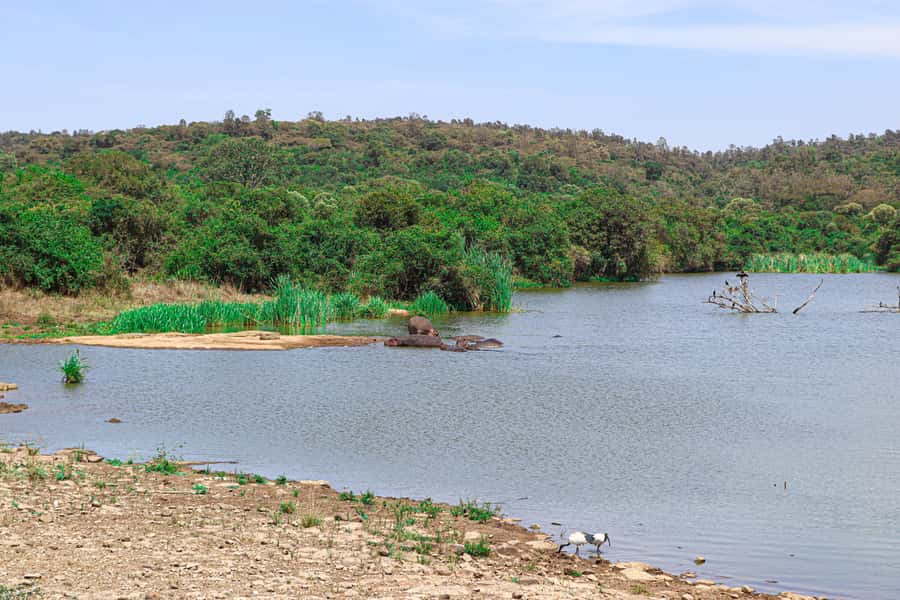 Nairobi: National Park Private Tour in 4X4 Jeep - Weather, comfort, and access