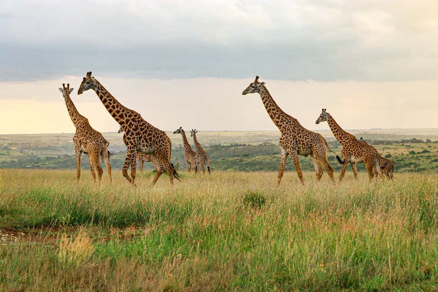 Nairobi: National Park Private Tour in 4X4 Jeep - The 6:30 a.m. hotel pickup