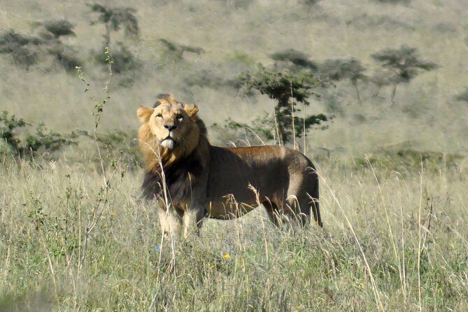 Nairobi National Park Private Tour (Morning/Afternoon Options) - A real safari close to Nairobi
