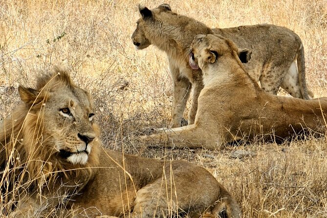 Nairobi National Park Private Tour (Morning/Afternoon Options) - What the four-hour game drive feels like