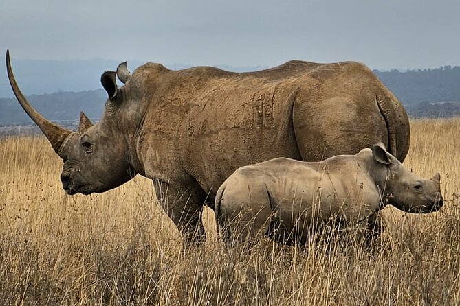 Nairobi National Park Private Tour (Morning/Afternoon Options) - Morning or afternoon: choosing the better fit