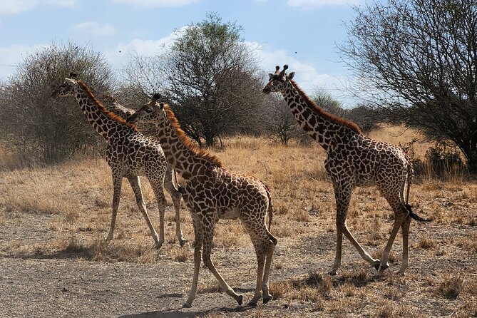 Nairobi National Park Private Tour (Morning/Afternoon Options) - Who will get the most from this safari