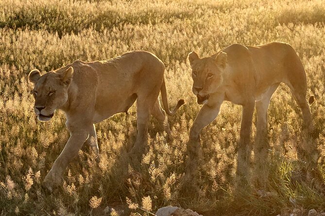 Nairobi National Park Private Tour (Morning/Afternoon Options) - Practical preparation for the park