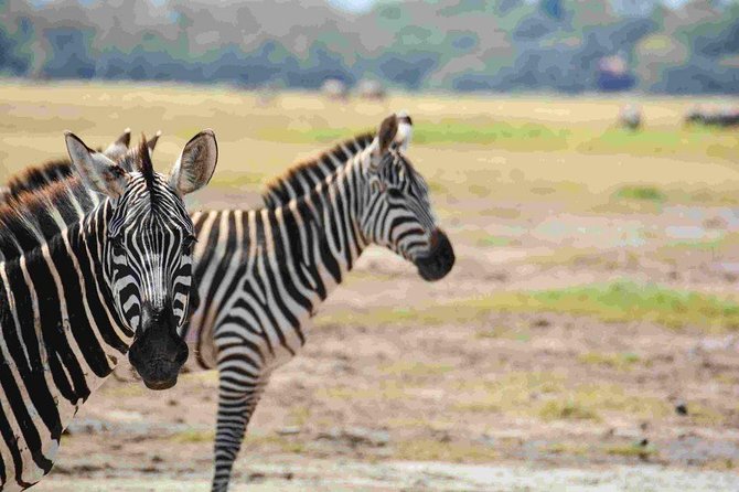 Nairobi National Park Safari - Why Nairobi National Park makes sense for a short safari